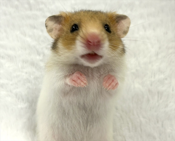 ハムスターをうまく撮影する人がいる？