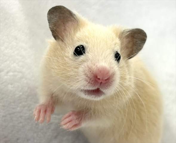 ハムスターをうまく撮影する人がいる？