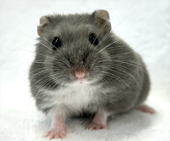 ハムスターをうまく撮影する人がいる？