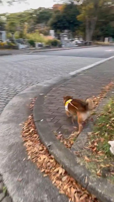横歩きする犬