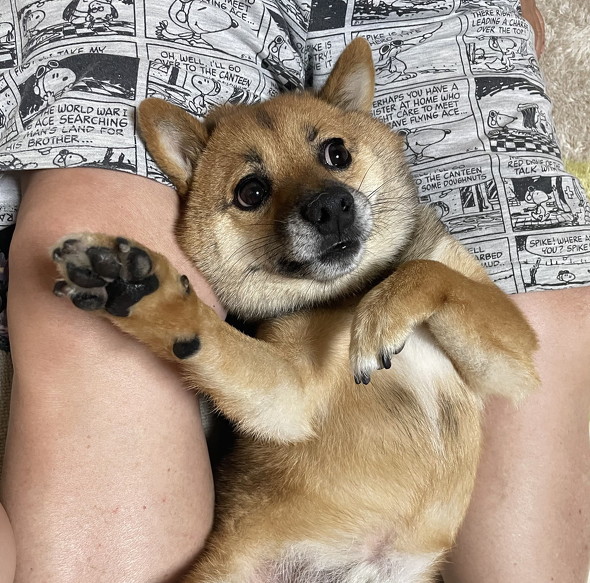 踊っているように見える犬