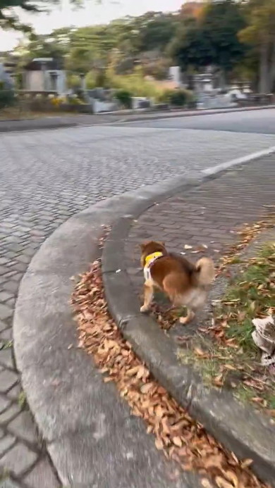 跳ねた犬