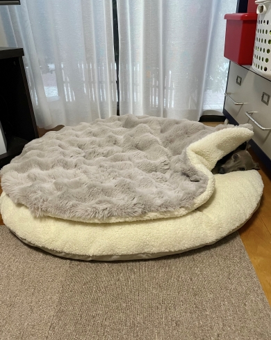 クッションの隙間から顔を出す犬