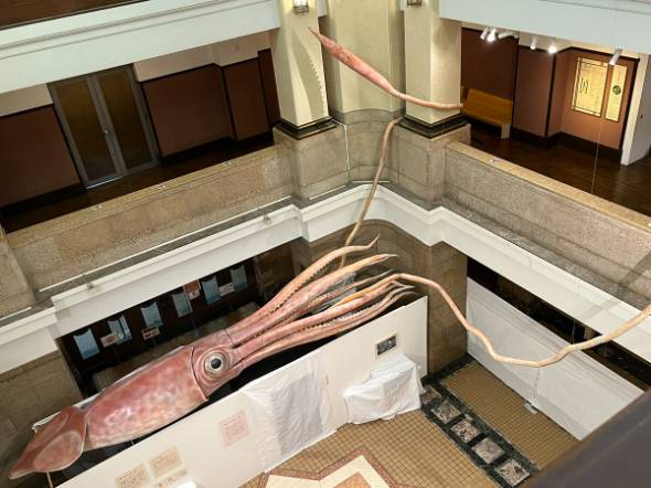 国立科学博物館「ダイオウイカ」