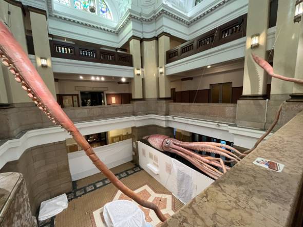 国立科学博物館「ダイオウイカ」