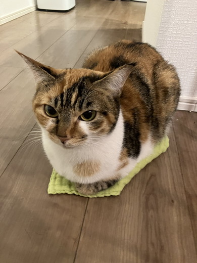 しま三毛の猫ちゃん