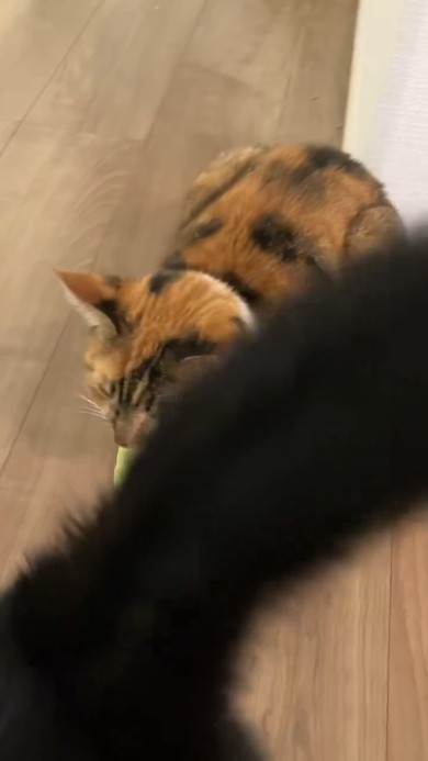 しま三毛の猫ちゃんと黒猫ちゃん