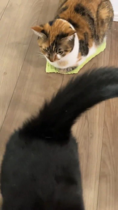 しま三毛の猫ちゃんと黒猫ちゃん