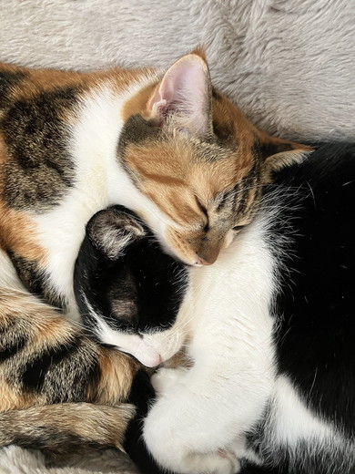 しま三毛猫ちゃんとハチワレ猫ちゃん