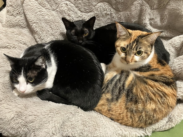 くつろぐ3匹の猫ちゃん