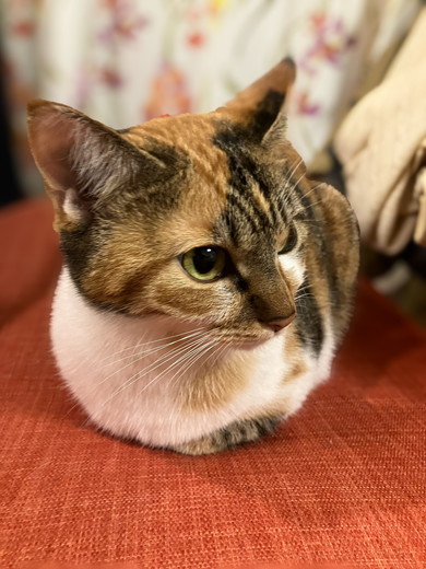 香箱座りをしている猫ちゃん