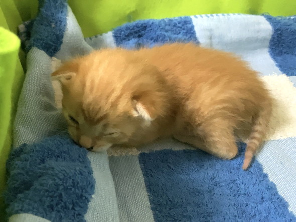 小さな茶トラ柄の子猫