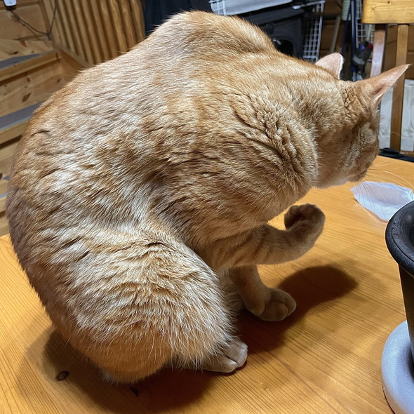 たくましい茶トラ柄の猫ちゃん
