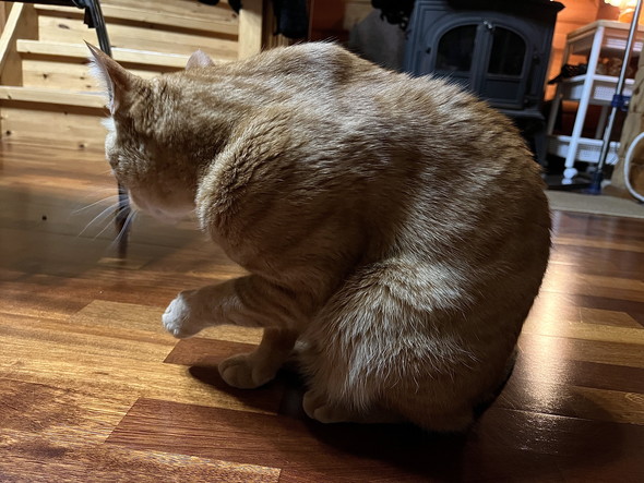 たくましい茶トラ柄の猫ちゃん