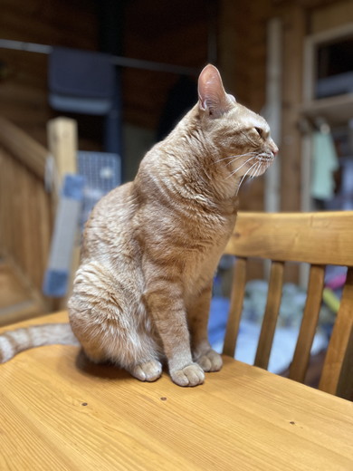 たくましい茶トラ柄の猫ちゃん