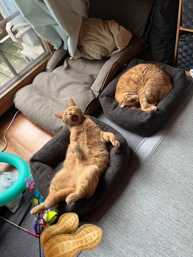 たくましい茶トラ柄の猫ちゃん