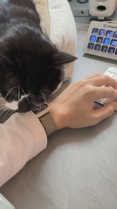 キーボードで入力する腕に猫ちゃんが寄り添う姿