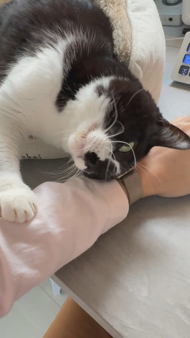 キーボードで入力する腕に猫ちゃんが寄り添う姿