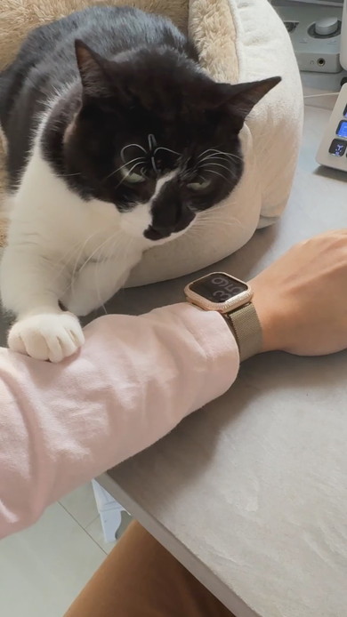 キーボードで入力する腕に猫ちゃんが寄り添う姿