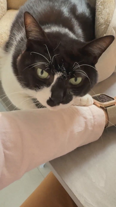 キーボードで入力する腕に猫ちゃんが寄り添う姿