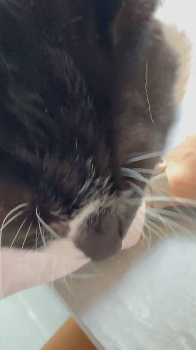 キーボードで入力する腕に猫ちゃんが寄り添う姿