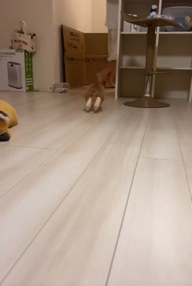 飼い主さんと追いかけっこを楽しむコーギー