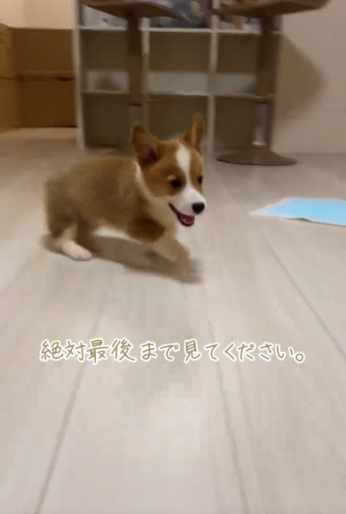 楽しそうな表情のコーギー