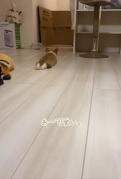 短い足とかわいいお尻を向けてくつろぎモード