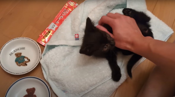 真っ暗闇で拾った子猫