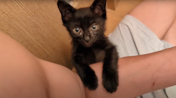 真っ暗闇で拾った子猫