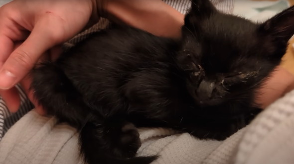 真っ暗闇で拾った子猫