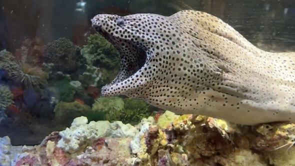 ニセゴイシウツボ