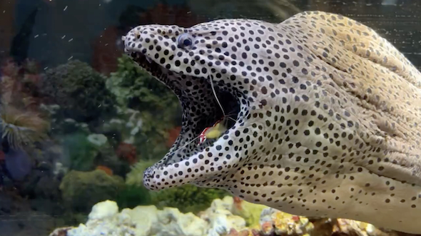 ウツボの口からエビ登場