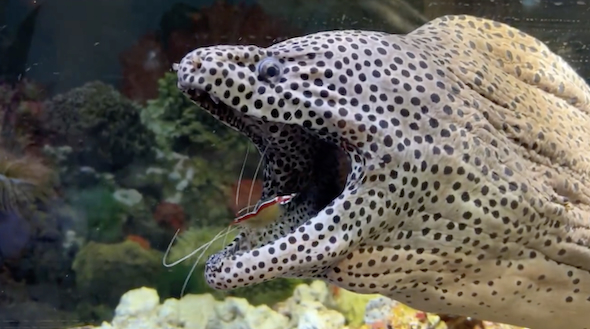 ウツボの口からエビ登場