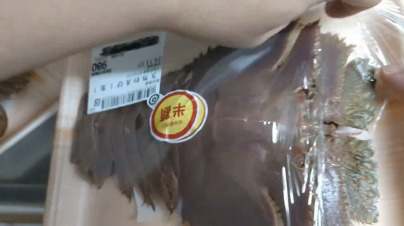 半額だったウチワエビ