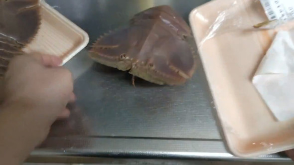 動くウチワエビ