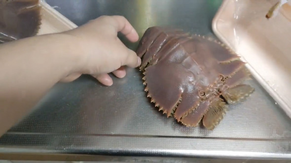 元気なウチワエビ