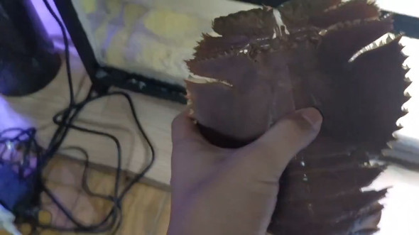 スーパー 鮮魚コーナー 半額 ウチワエビ 活きのいい 水槽 飼育