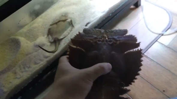 水槽に入れたウチワエビ