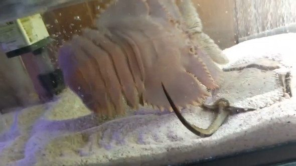 入ったウチワエビ