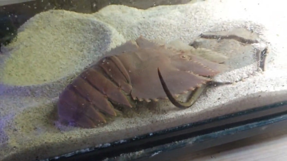 水槽に入れたウチワエビ