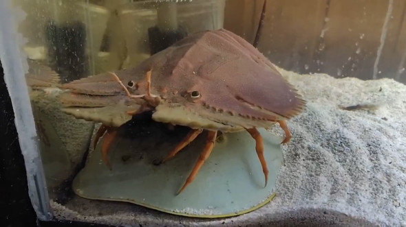 水槽に入れたウチワエビ