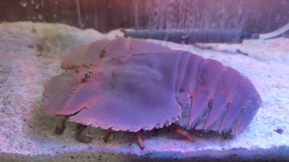 水槽に入れたウチワエビ