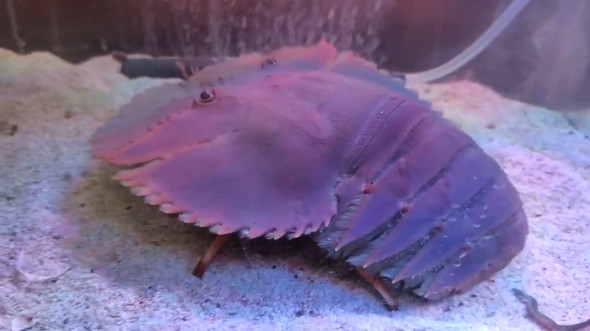 水槽に入れたウチワエビ