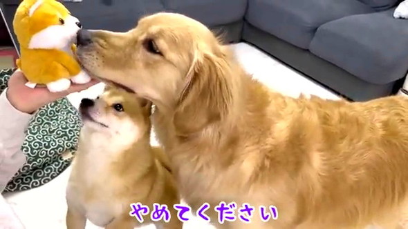 赤ちゃん守るワンコたち