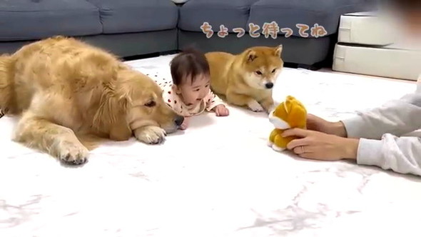 赤ちゃん守るワンコたち