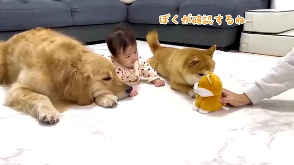 赤ちゃん守るワンコたち