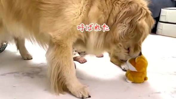 赤ちゃん守るワンコたち