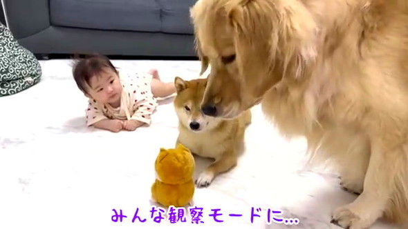 赤ちゃん守るワンコたち