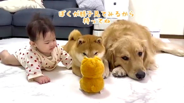 赤ちゃん守るワンコたち